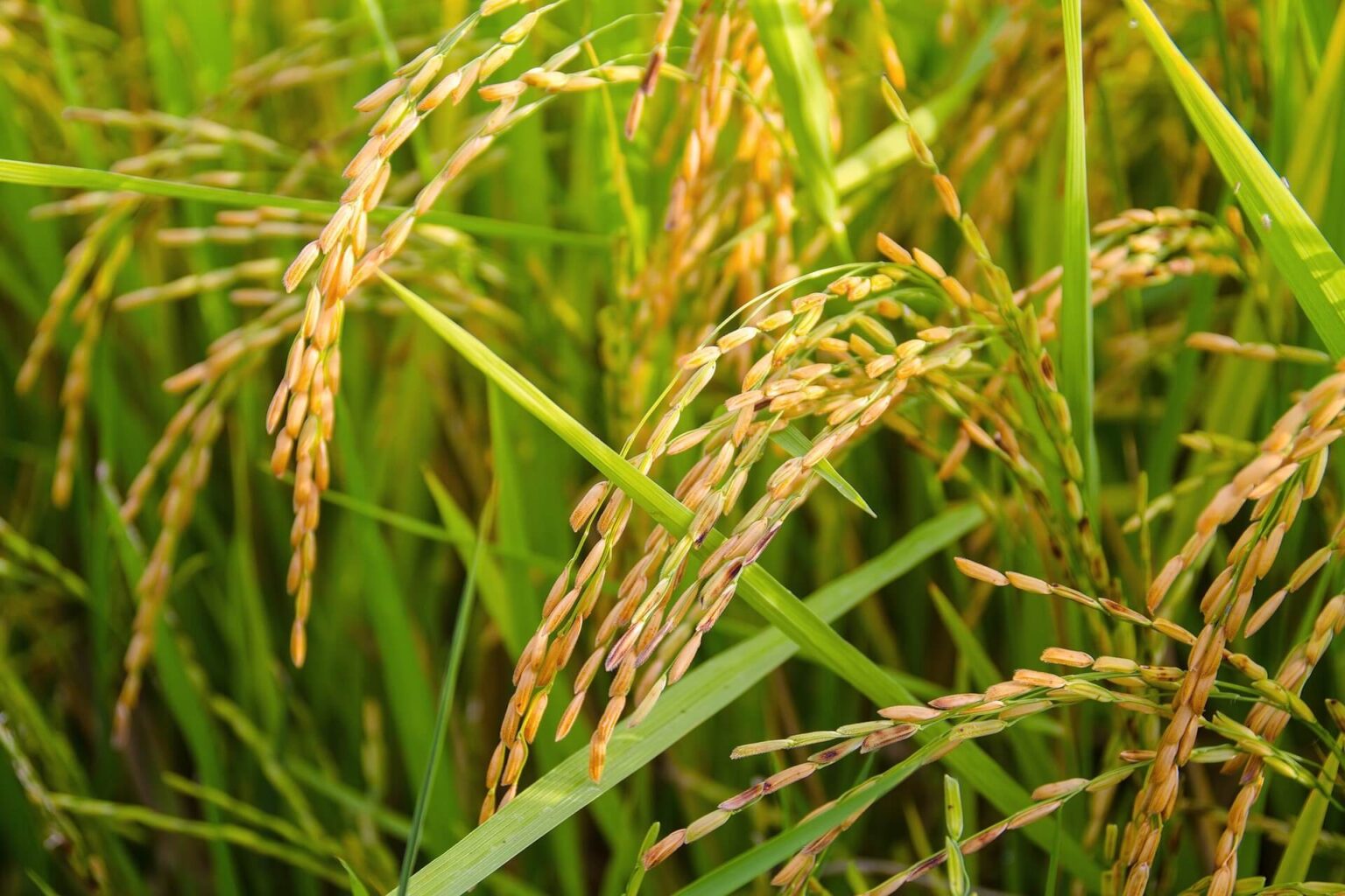 Close-up of Rice Grains - High-Quality Parboiled Rice 稻田中的稻穗特寫 — 優質預熟米的天然來源