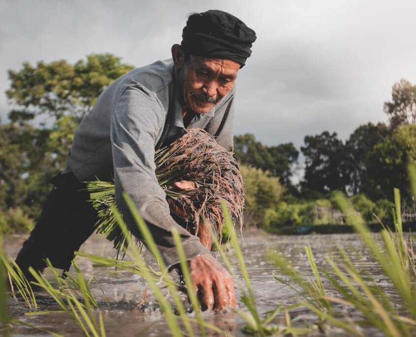 Farmer Planting Rice - The First Step to Healthy Parboiled Rice 農夫在稻田種植稻米 — 優質預熟米的第一步