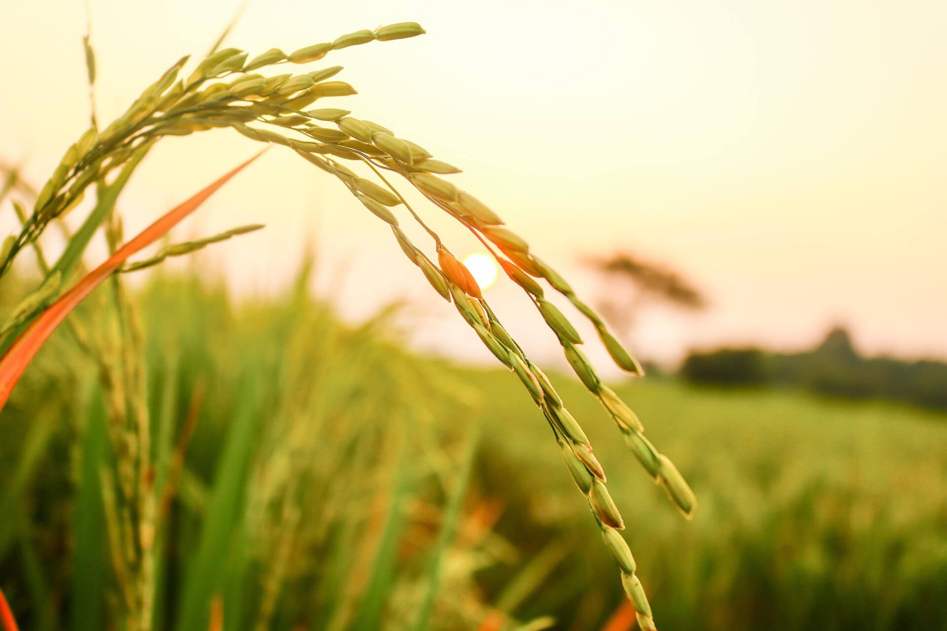 Golden Rice in Sunset - Rich in Nutrients & Fiber 夕陽下的金黃稻穗 — 營養豐富，高纖維，適合健康飲食