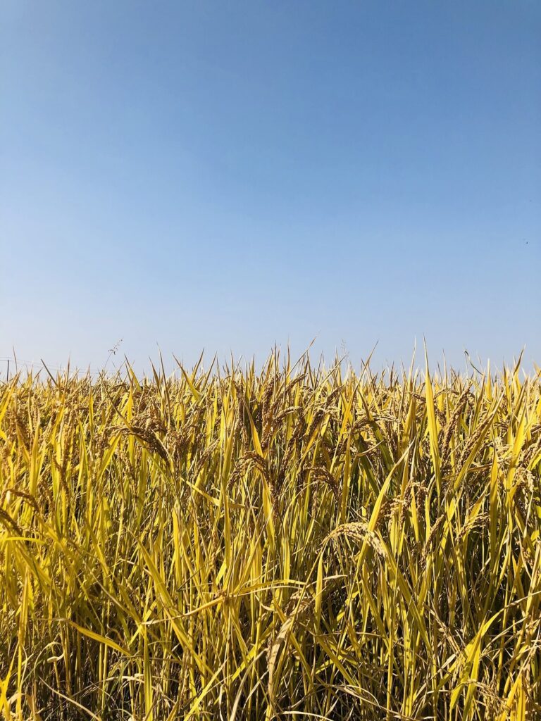 Lush Green Rice Fields - Naturally Grown Parboiled Rice 綠意盎然的稻田 — 天然種植的高品質預熟米