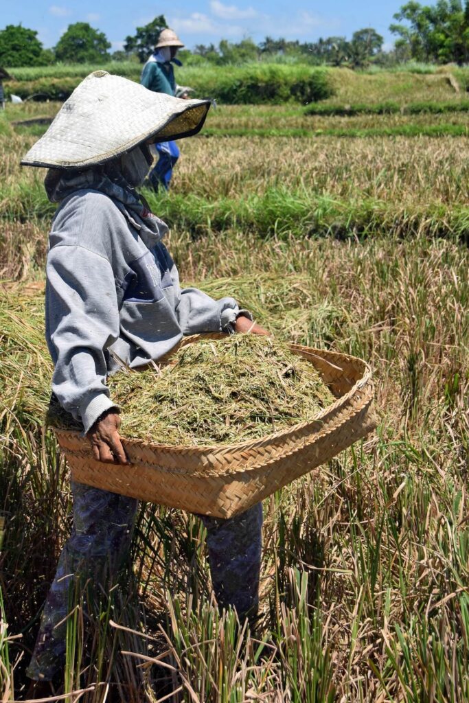 Traditional Rice Harvest - Supporting Sustainable Farming 傳統稻米收割 — 支持可持續農業，生產優質預熟米