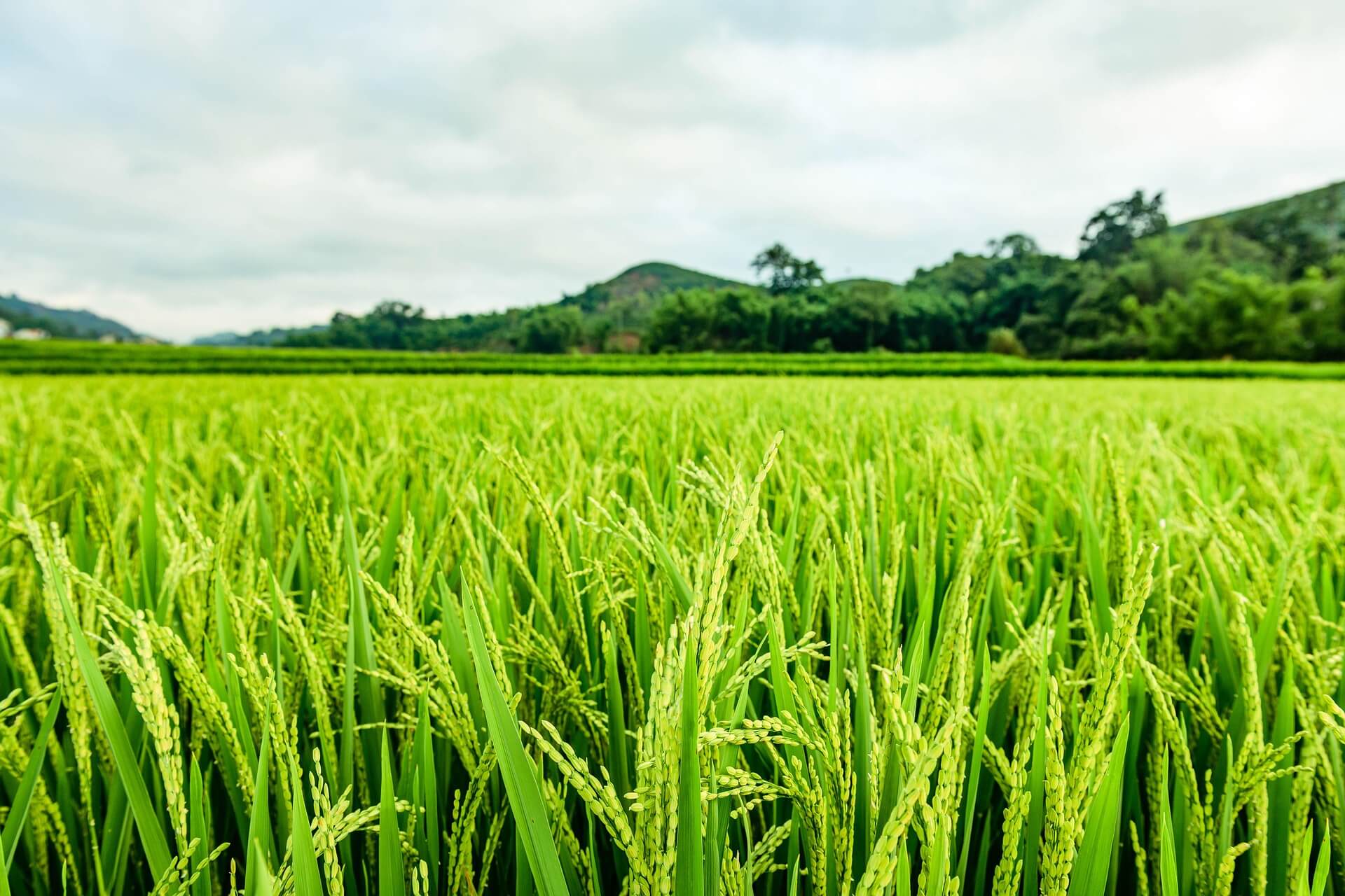 Vibrant Green Rice Fields - The Source of Premium Rice 翠綠稻田 — 頂級預熟米的天然來源